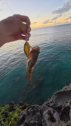 カンモンハタの釣果