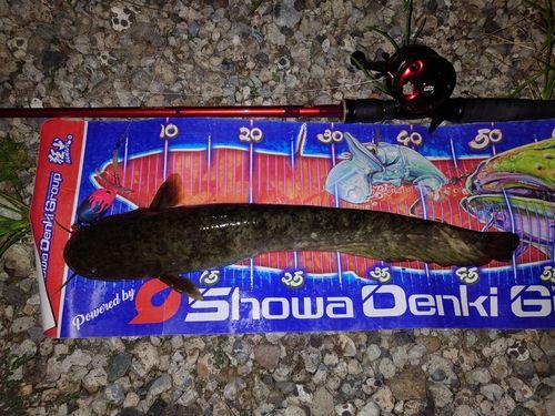 マナマズの釣果