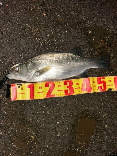 西伊豆