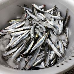 カタクチイワシ