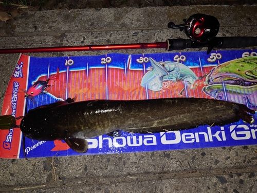 マナマズの釣果