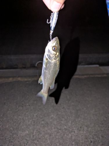 セイゴ（マルスズキ）の釣果