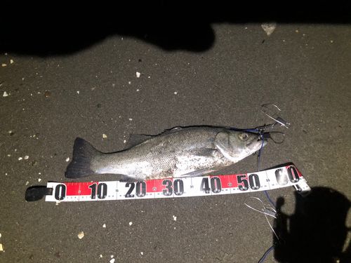 セイゴ（ヒラスズキ）の釣果