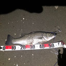 セイゴ（ヒラスズキ）