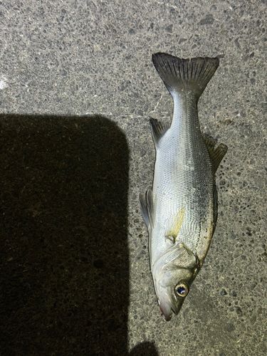 セイゴ（マルスズキ）の釣果