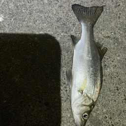 セイゴ（マルスズキ）