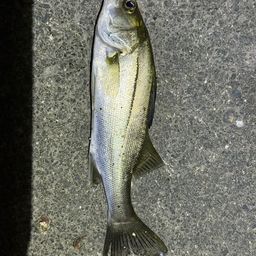 セイゴ（マルスズキ）