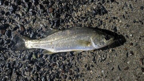 セイゴ（マルスズキ）の釣果