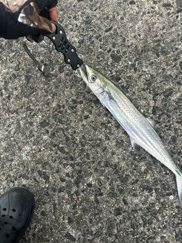 サゴシの釣果