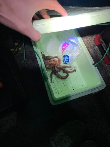 タコの釣果