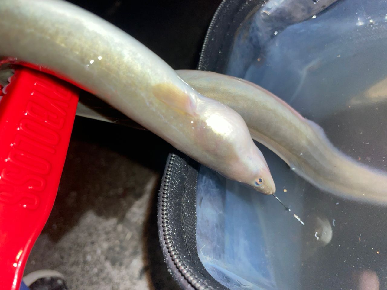 ウナギ
