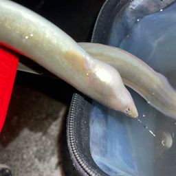ウナギ