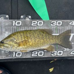 スモールマウスバス