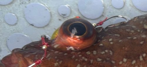 カサゴの釣果