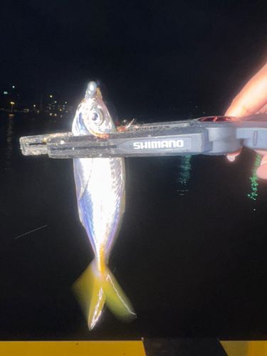 釣果