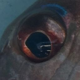 マダイ