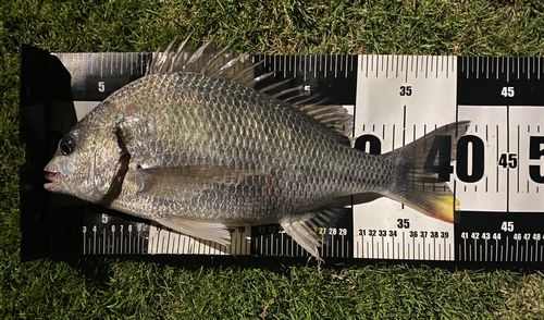 チヌの釣果