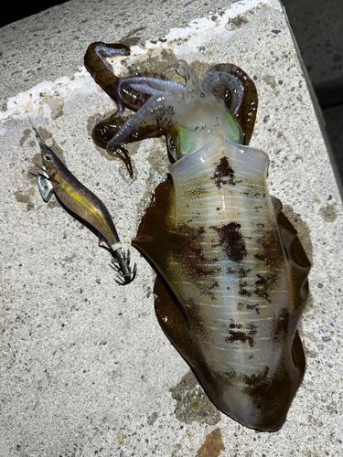 アオリイカの釣果