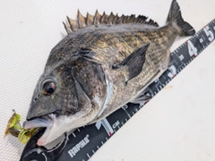 チヌの釣果