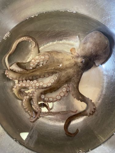 タコの釣果