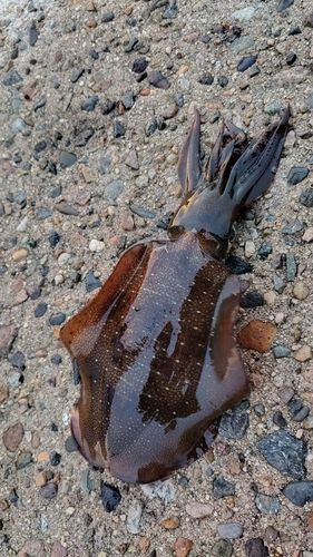 アオリイカの釣果