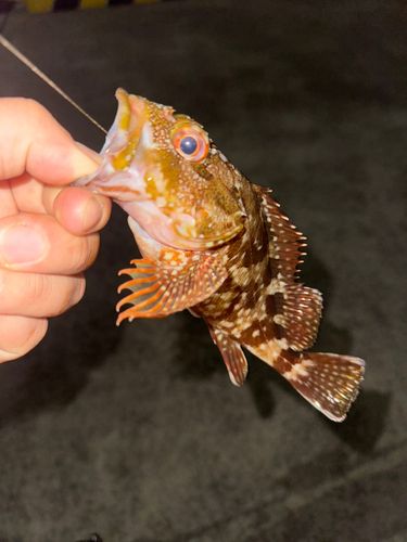 カサゴの釣果