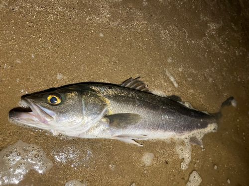 鹿児島湾北部