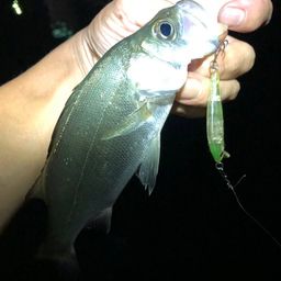 セイゴ（ヒラスズキ）