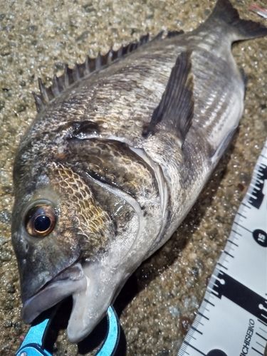 チヌの釣果