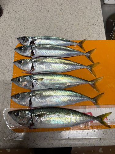 新居海釣公園