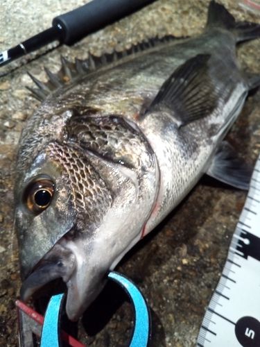 チヌの釣果