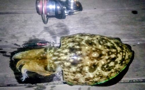 コウイカの釣果