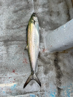サゴシの釣果