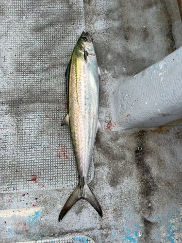 サゴシの釣果