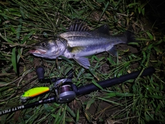 シーバスの釣果