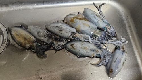 七尾北湾