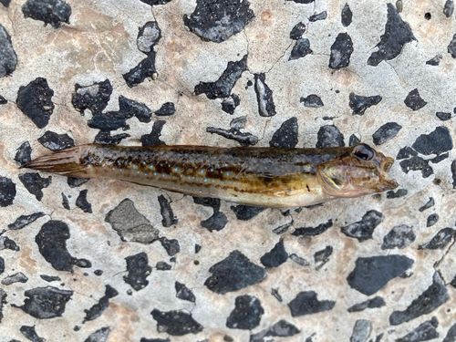 ハゼの釣果