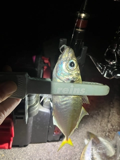 マアジの釣果