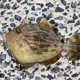 カワハギ