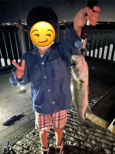 セイゴ（マルスズキ）の釣果