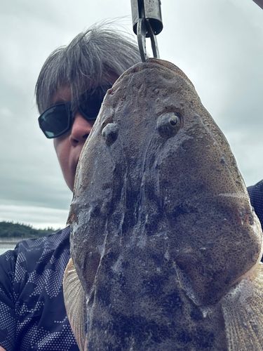 マゴチの釣果
