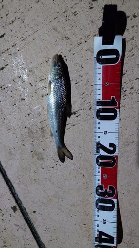 ニゴイの釣果