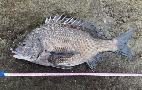 ディズニーリゾート付近