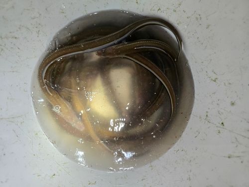アナゴの釣果