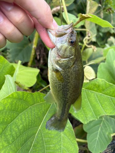 ブラックバスの釣果