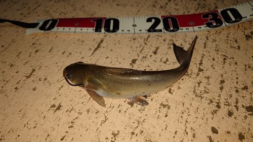 アメリカナマズの釣果