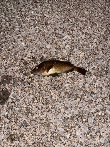 クロソイの釣果