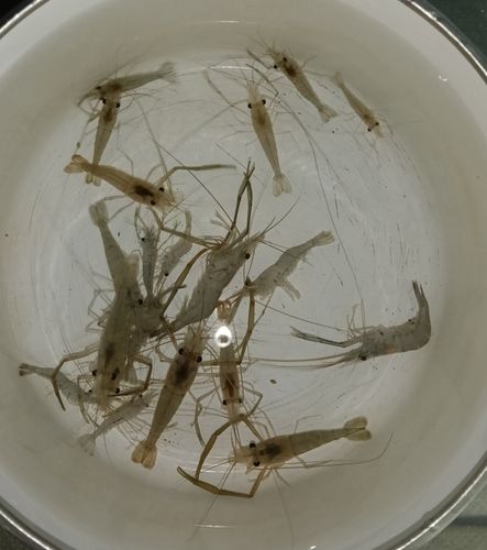 テナガエビの釣果