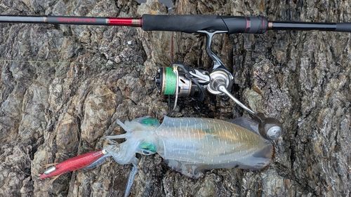 アオリイカの釣果