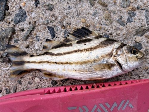 コトヒキの釣果